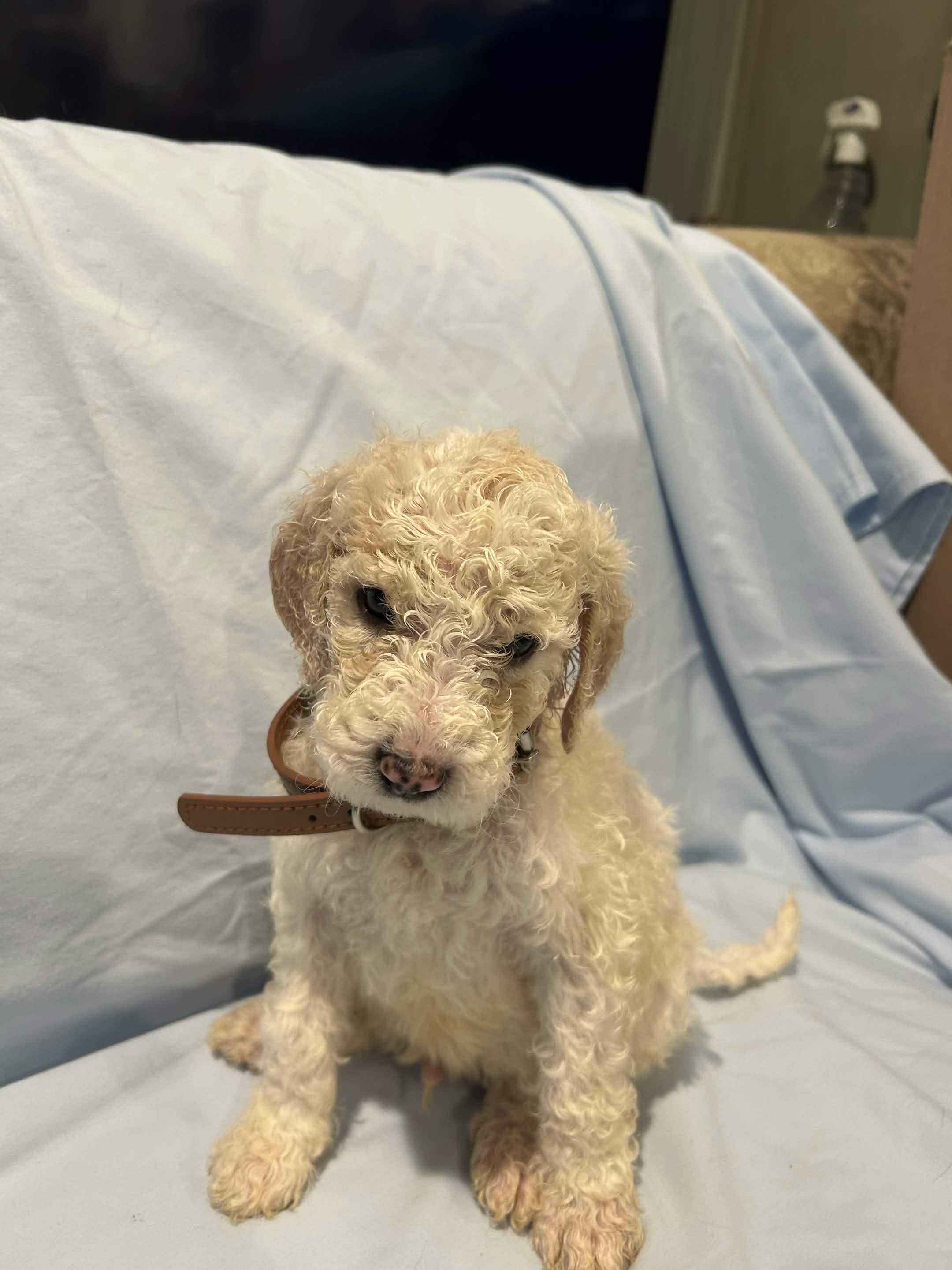 Puppy 2