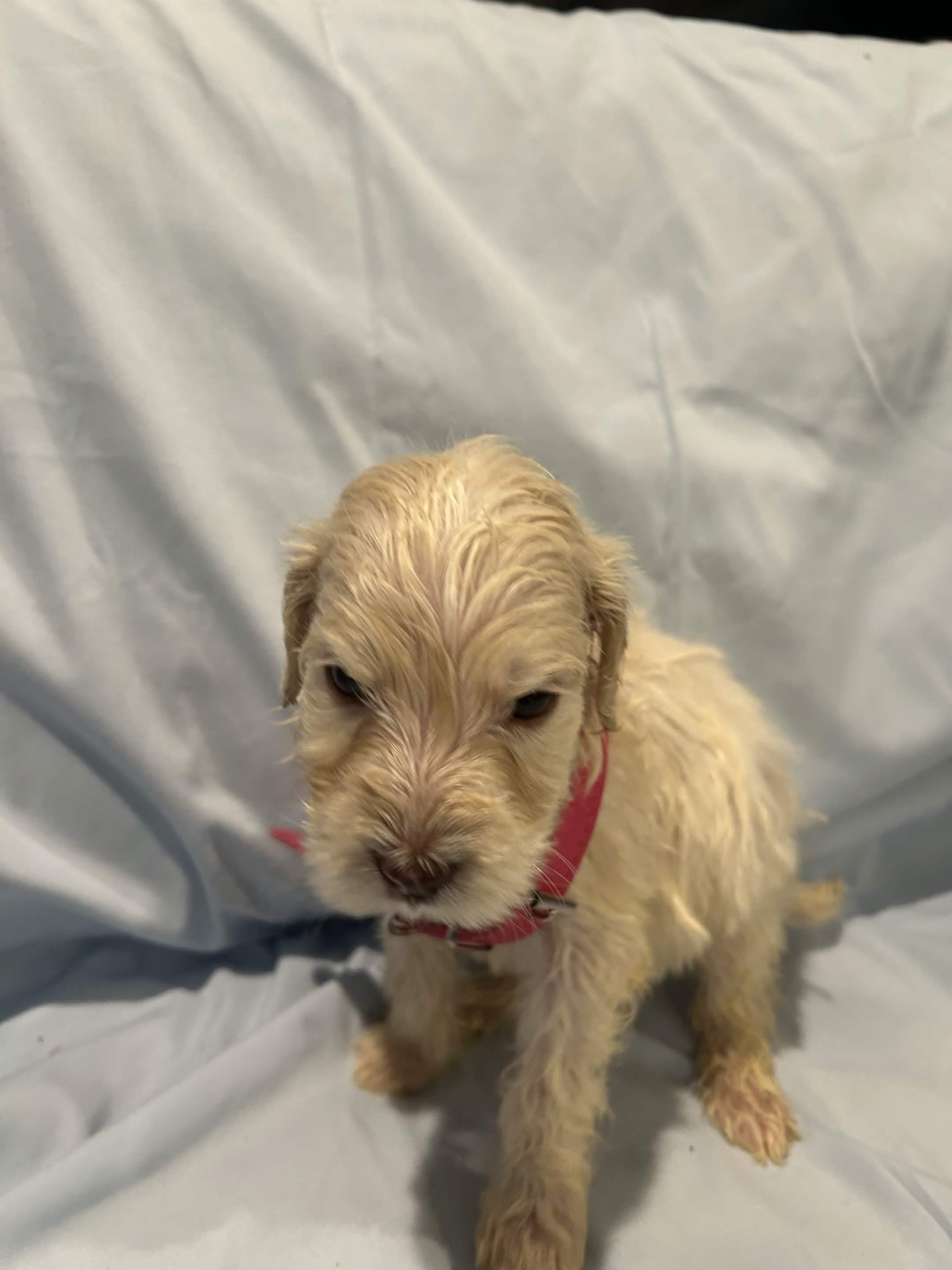 Puppy 11