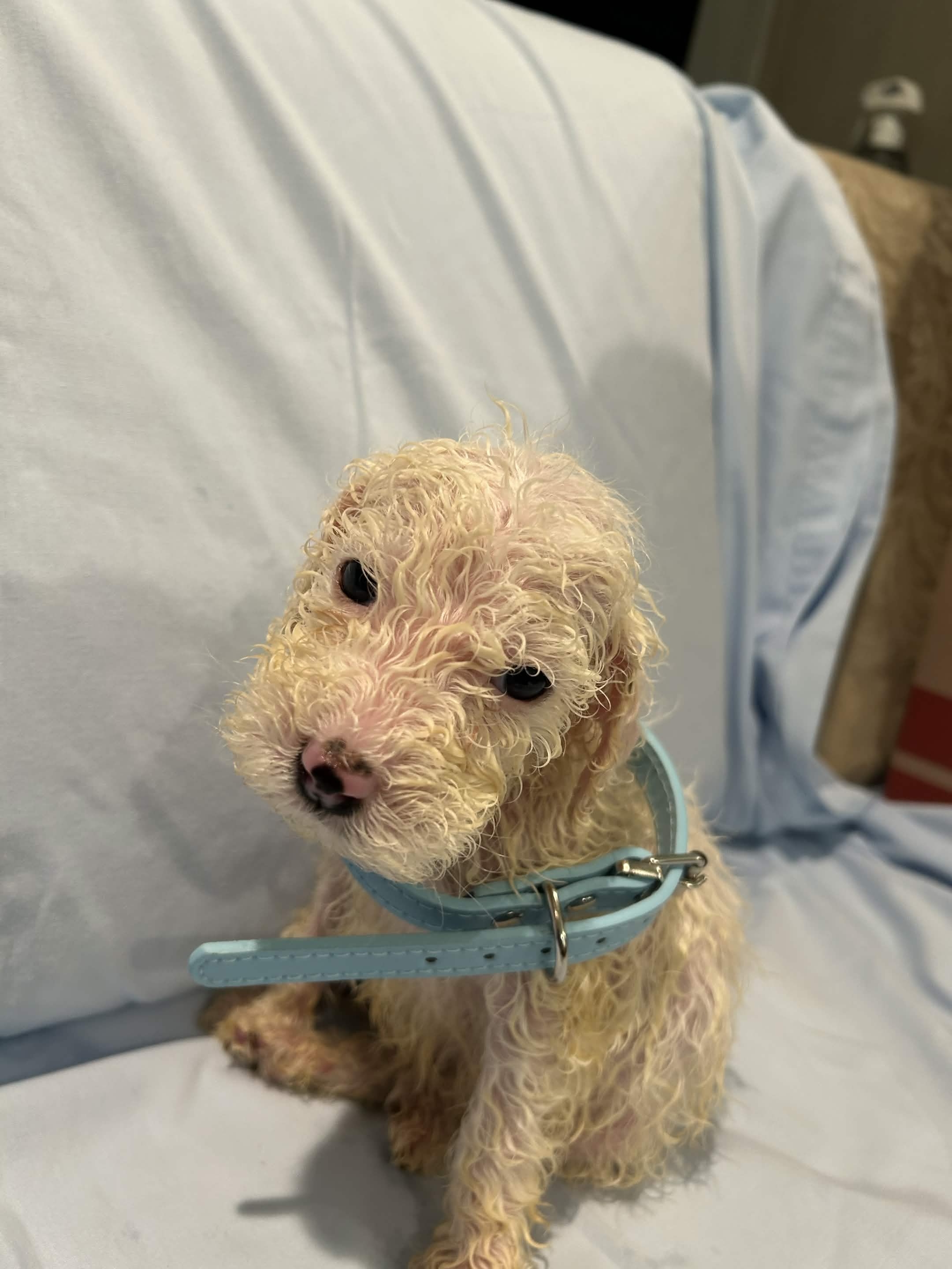 Puppy 3
