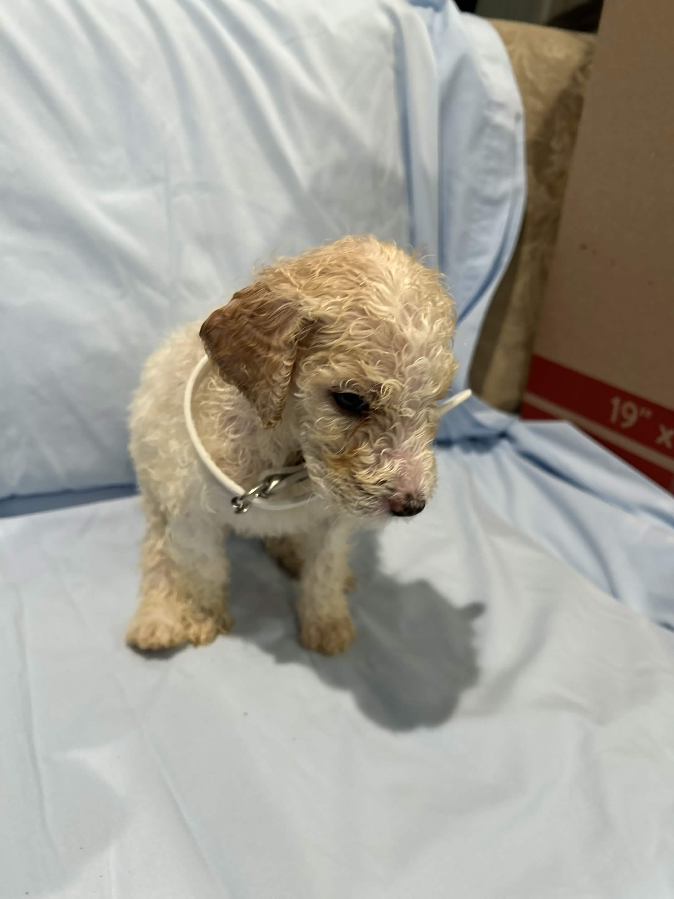 Puppy 4