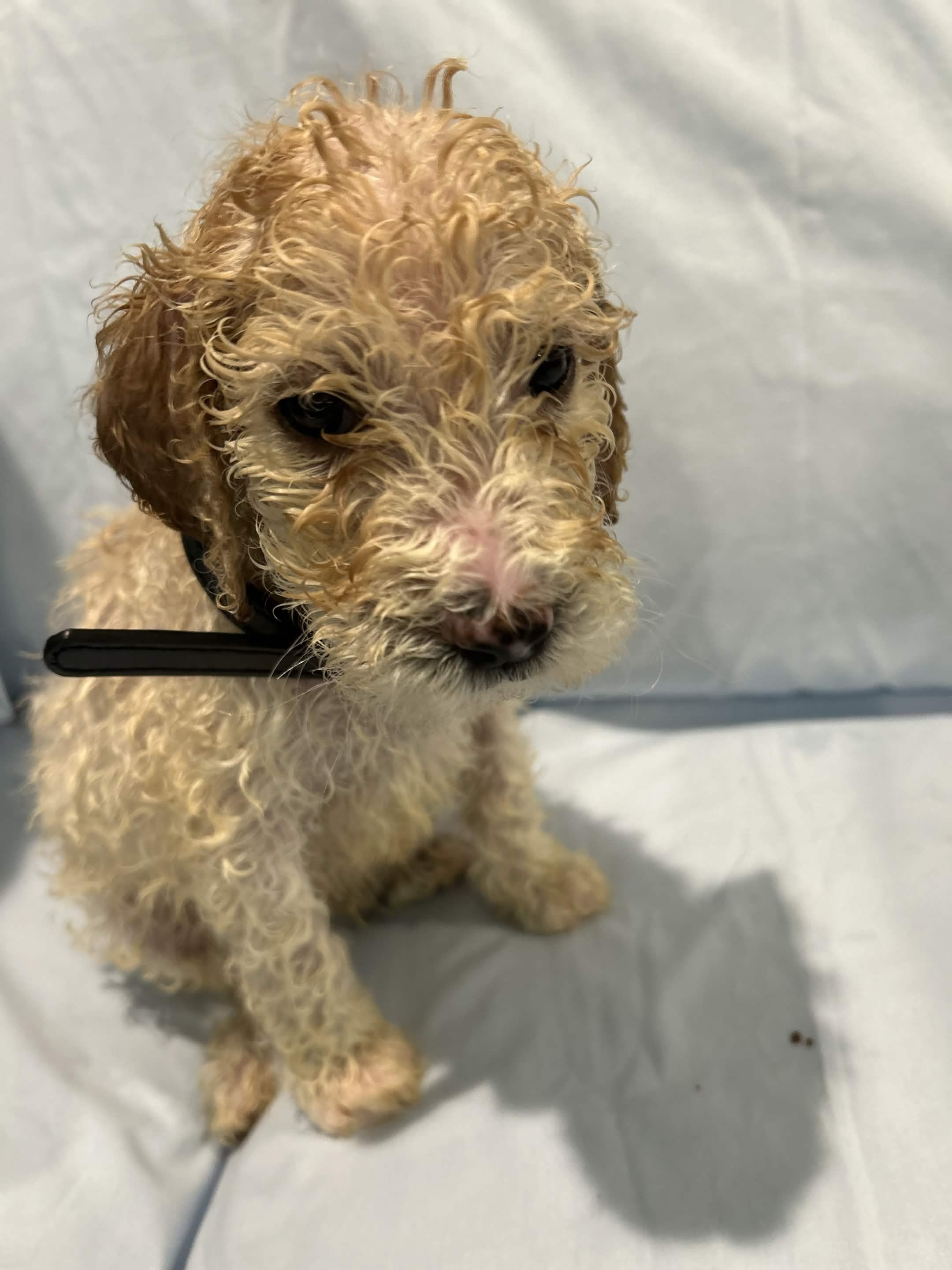 Puppy 5