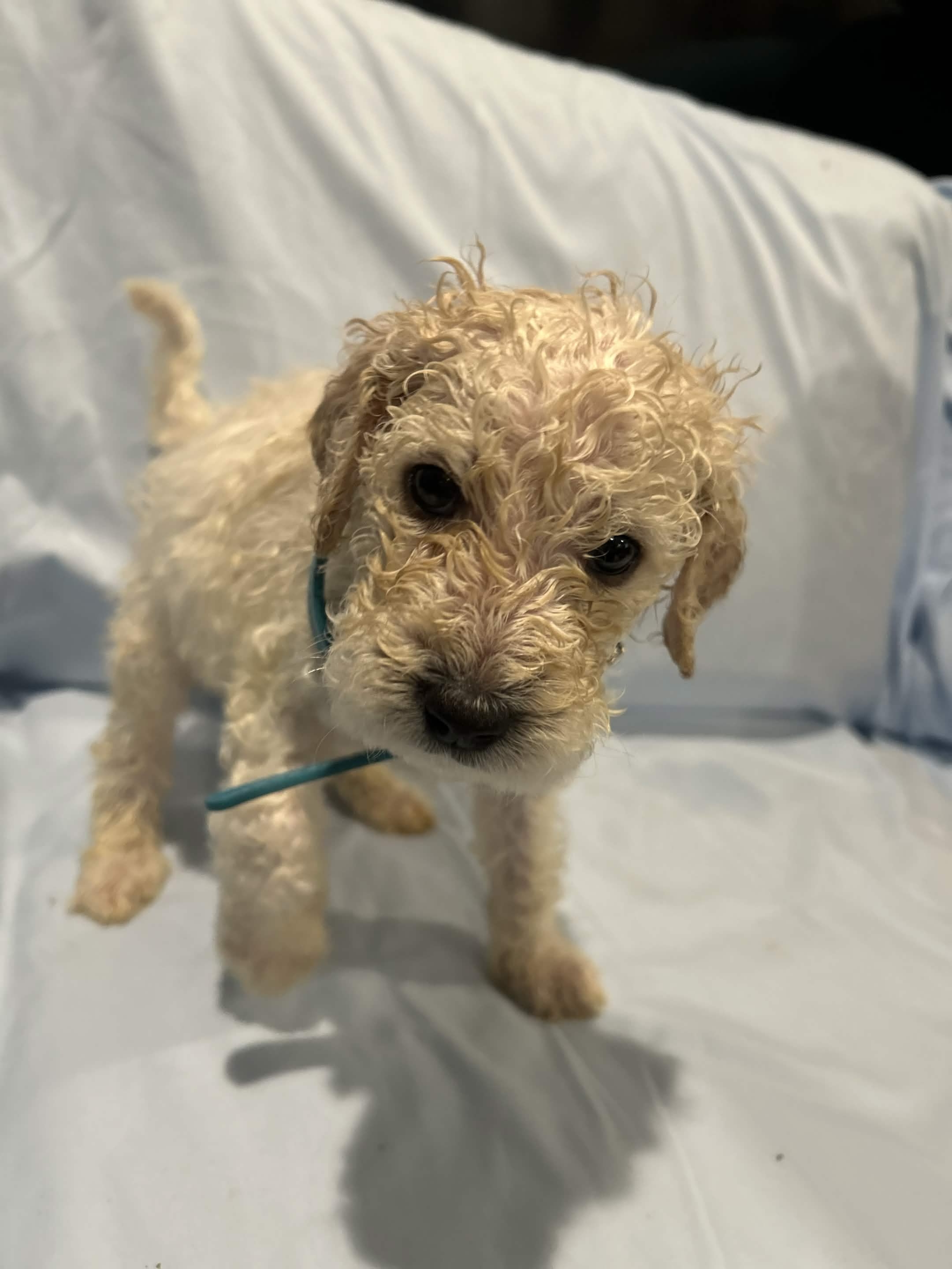 Puppy 6